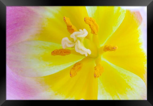 Tulip heard macro Framed Print by Ankor Light