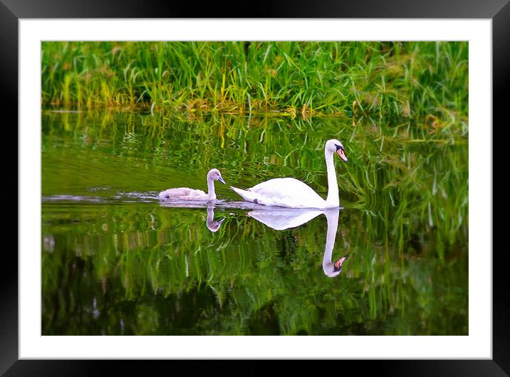 Swans on the Canal Framed Mounted Print by Buster Brown
