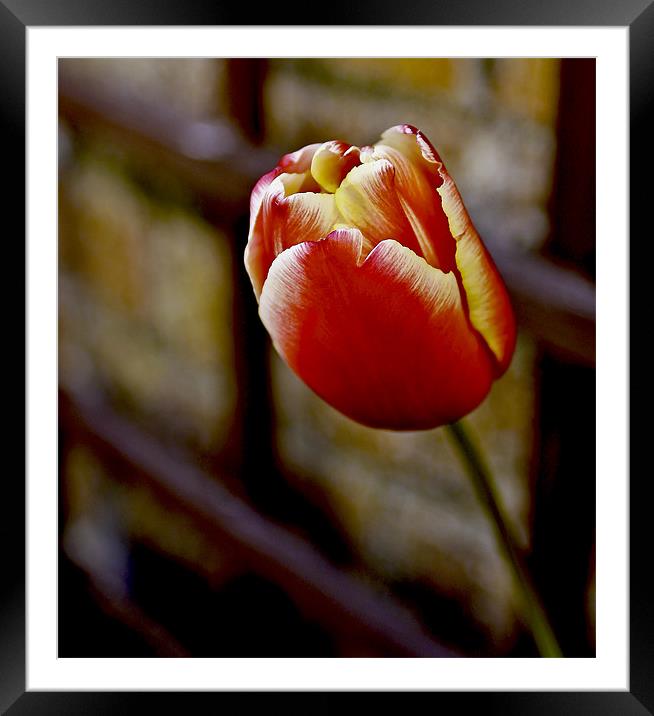 Tulip From Amsterdam Framed Mounted Print by Buster Brown
