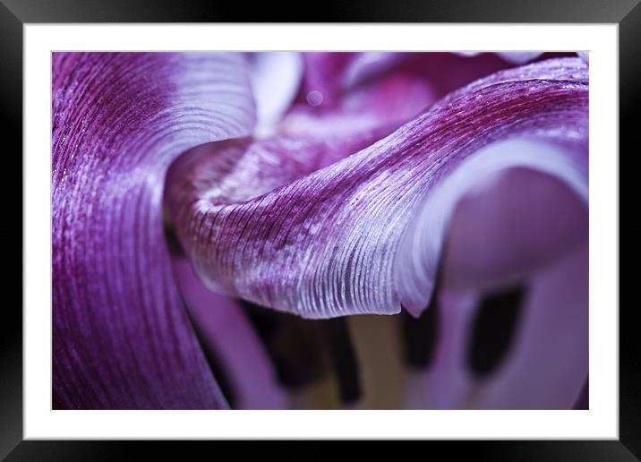Texture and Flow. Macro Tulip Framed Mounted Print by Buster Brown
