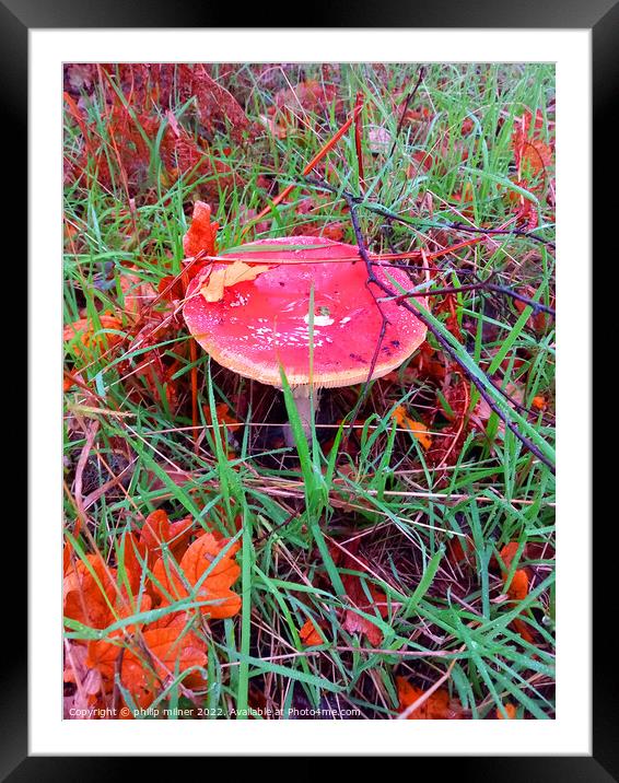 Fungus In Woods Framed Mounted Print by philip milner