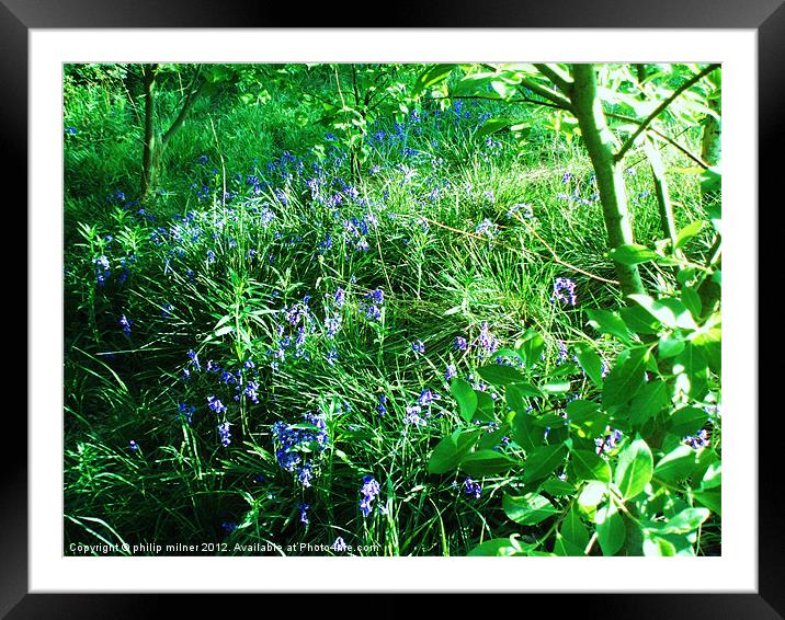 Spring In The Woods Framed Mounted Print by philip milner