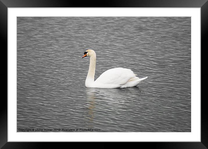 One White Swan Framed Mounted Print by philip milner