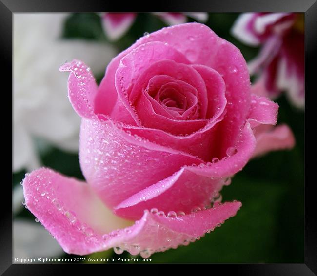 Pink Rose in The Rain Framed Print by philip milner