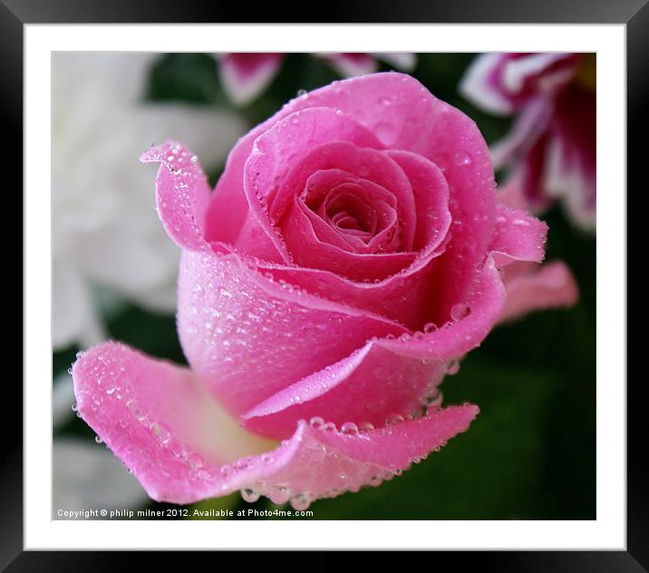 Pink Rose in The Rain Framed Mounted Print by philip milner
