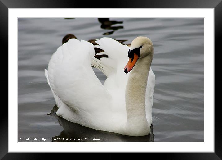 Angry Swan Framed Mounted Print by philip milner