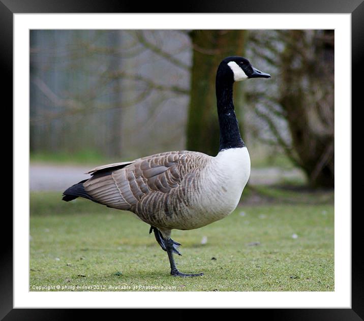 A Lonely Goose Framed Mounted Print by philip milner