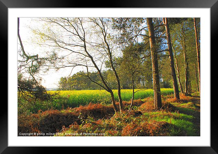Looking Out From The Forest Framed Mounted Print by philip milner