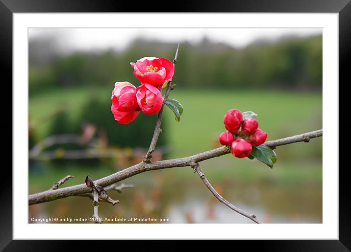 Blossom Over The Lake Framed Mounted Print by philip milner