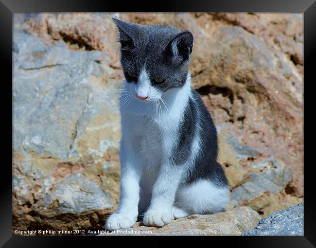 Cat On The Rocks Framed Print by philip milner