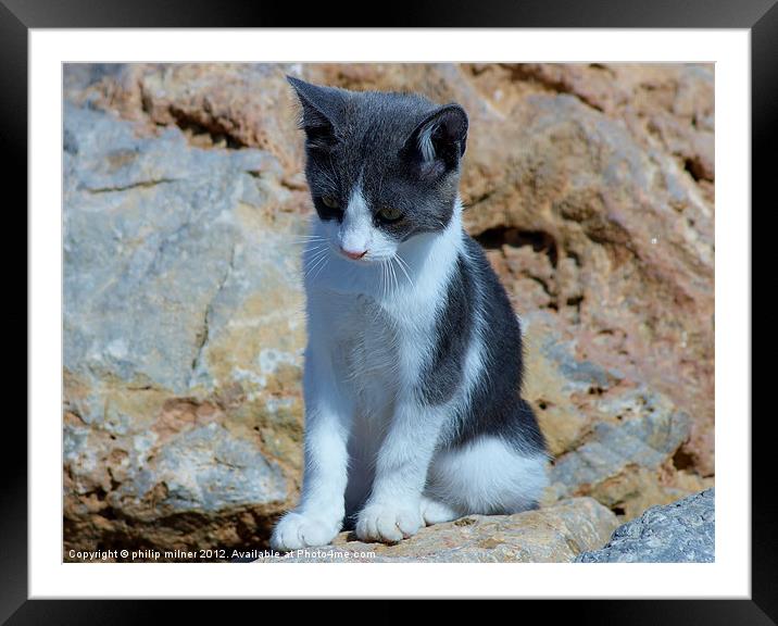 Cat On The Rocks Framed Mounted Print by philip milner