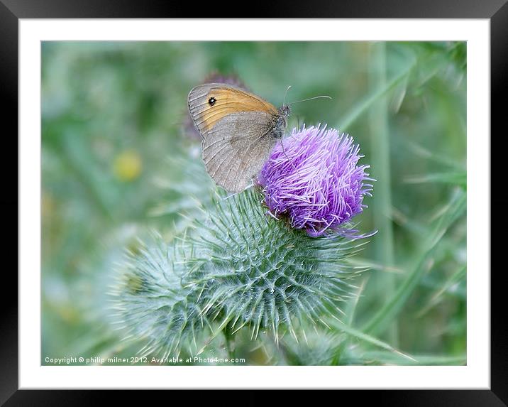 Butterfly On Thistle Framed Mounted Print by philip milner