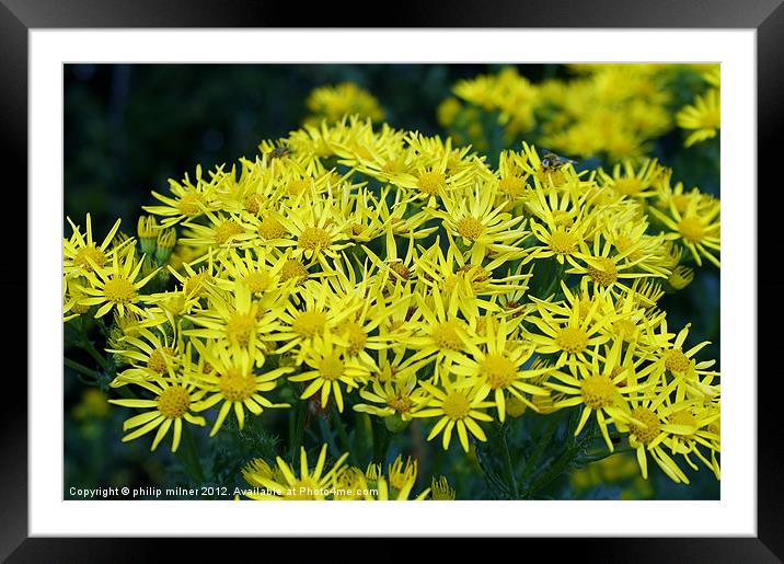 Ragwort In The Wild Framed Mounted Print by philip milner