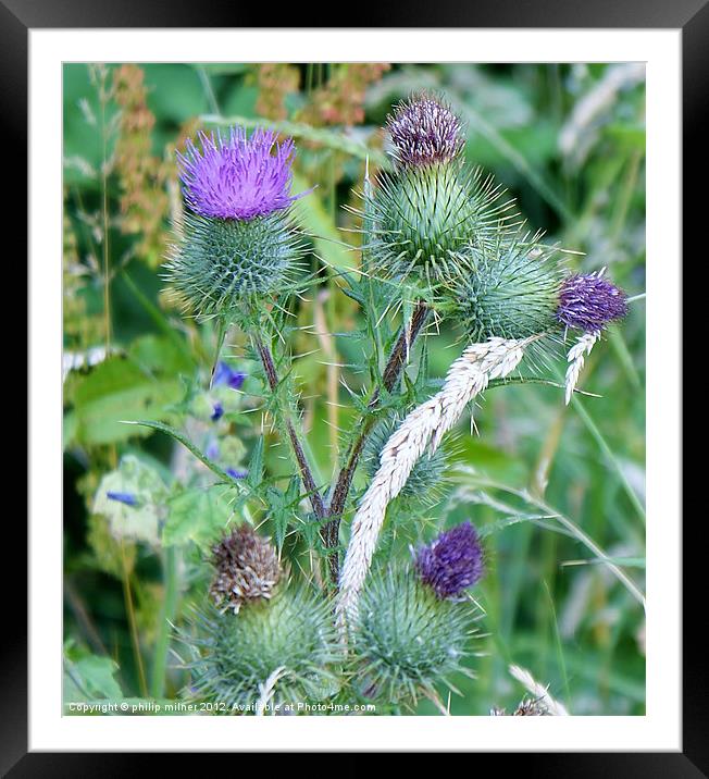 The Scottish Thistle Framed Mounted Print by philip milner