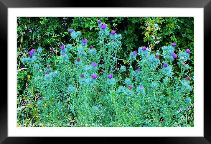 Thistles Under The Hedgerow Framed Mounted Print by philip milner