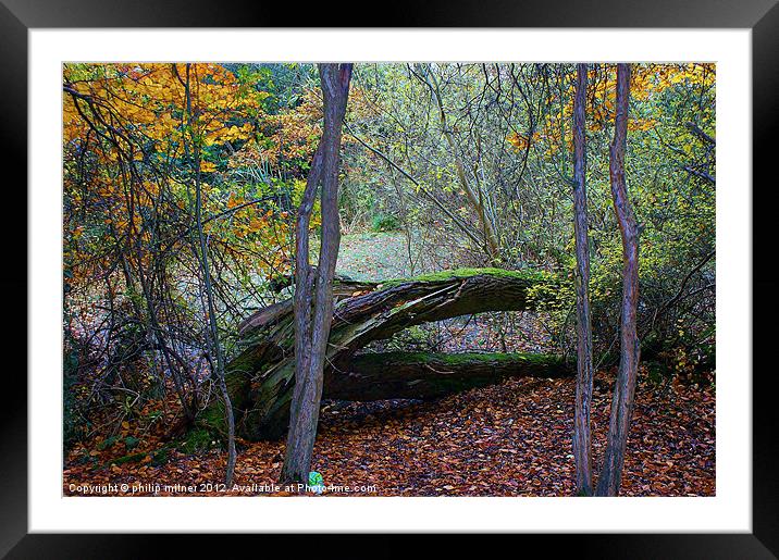 Autumn Down By The Pond Framed Mounted Print by philip milner