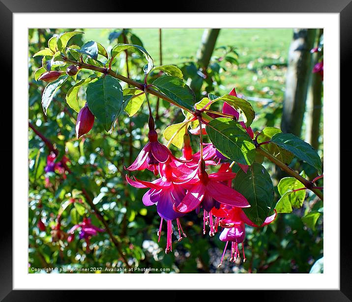 Autumn Fuchsia Framed Mounted Print by philip milner
