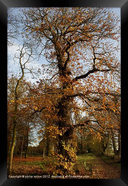 The Tall Chesnut Tree Framed Print by philip milner