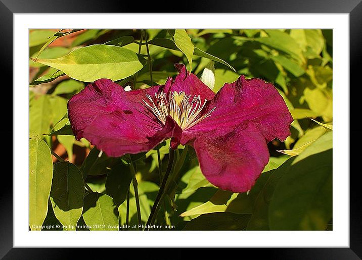 Last Autumn Clematis In Sunshine Framed Mounted Print by philip milner
