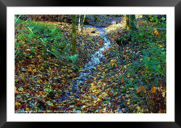 Autumn in The Woods Framed Mounted Print by philip milner