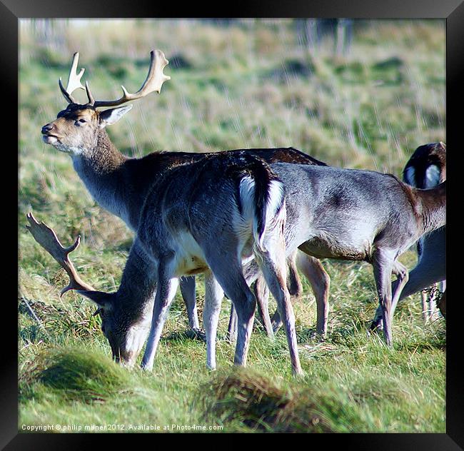 Deer Grazing At Charlecote Park Framed Print by philip milner