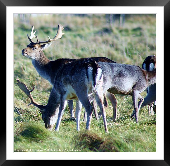 Deer Grazing At Charlecote Park Framed Mounted Print by philip milner