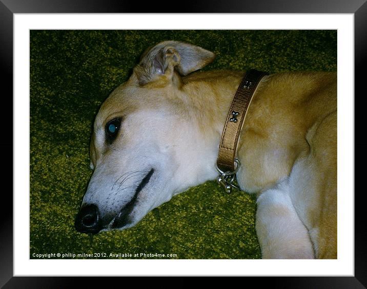 Goldie The Greyhound Framed Mounted Print by philip milner