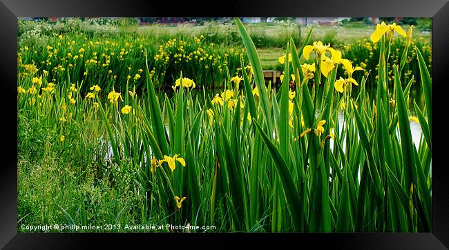 Lakeside Of Iris Framed Print by philip milner