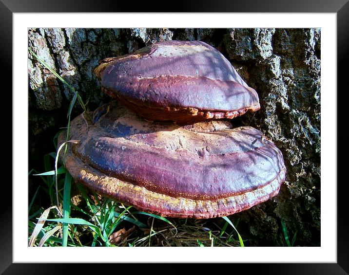 Forest Tree Fungus Framed Mounted Print by philip milner