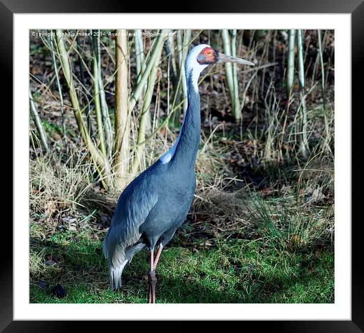 A Single Crane Framed Mounted Print by philip milner