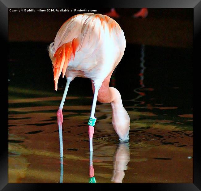 Flamingo Drinking Framed Print by philip milner
