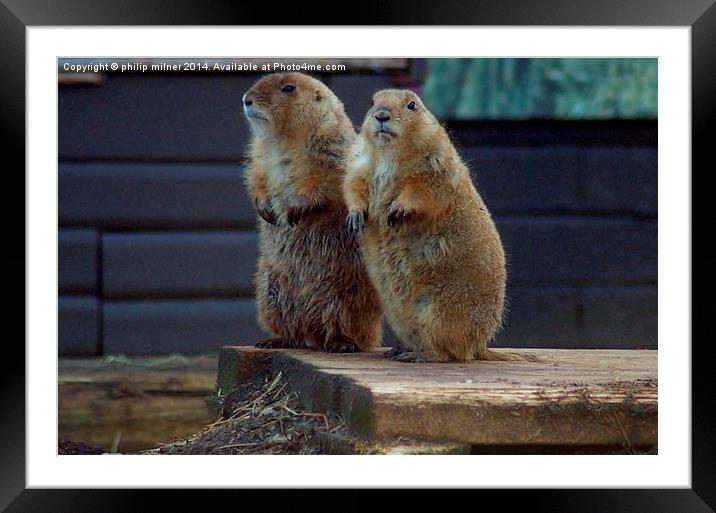 Black Tailed Prairie Dogs Framed Mounted Print by philip milner