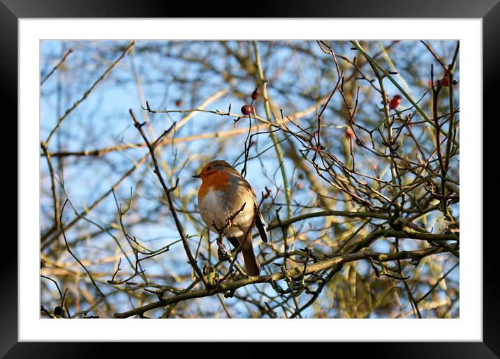 Robin In Tree Framed Mounted Print by philip milner
