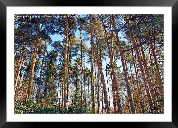 Tall Trees In The Forest Framed Mounted Print by philip milner