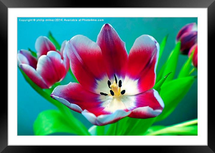 Wide Open Tulip Framed Mounted Print by philip milner