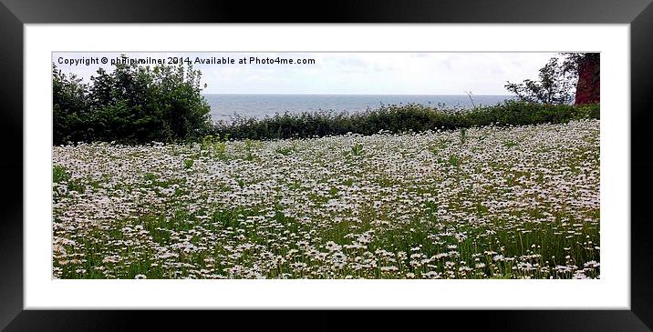 A Sea Of Daisies Framed Mounted Print by philip milner