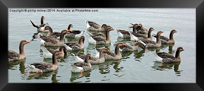  Geese A Gathering Framed Print by philip milner