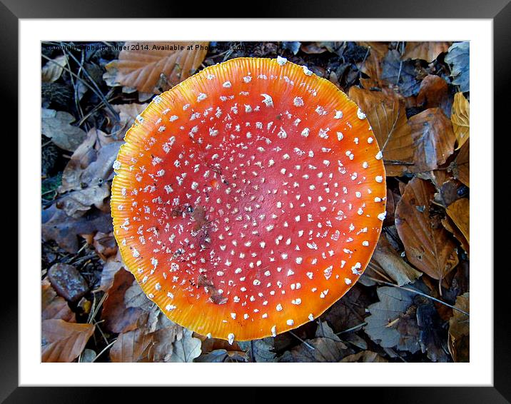  Coulored Fungus Framed Mounted Print by philip milner