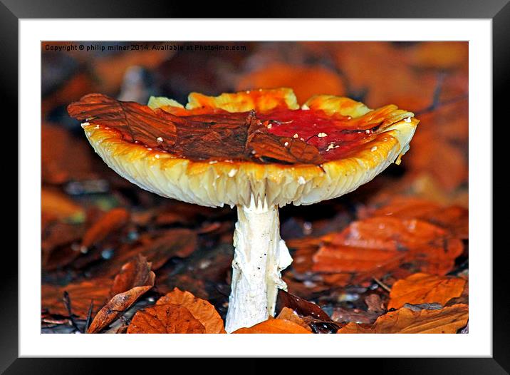  Winter Fungus Framed Mounted Print by philip milner