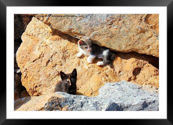  Kittens In The Rocks Framed Mounted Print by philip milner