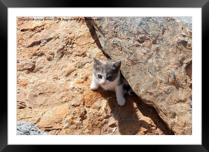  Cheeky Little Kitten Framed Mounted Print by philip milner