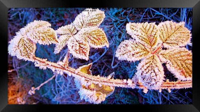 Frozen Blackberry Leaves Framed Print by philip milner