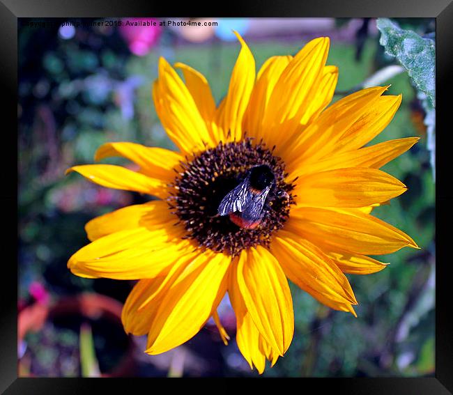  Bumble Bee On Sunflower Framed Print by philip milner