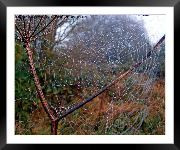  Spider Web Framed Mounted Print by philip milner