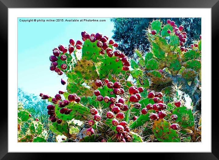  Cactus Fruit Framed Mounted Print by philip milner