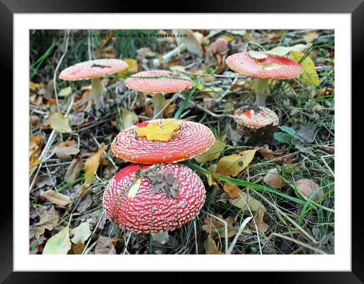 Fungi In The Forest Framed Mounted Print by philip milner