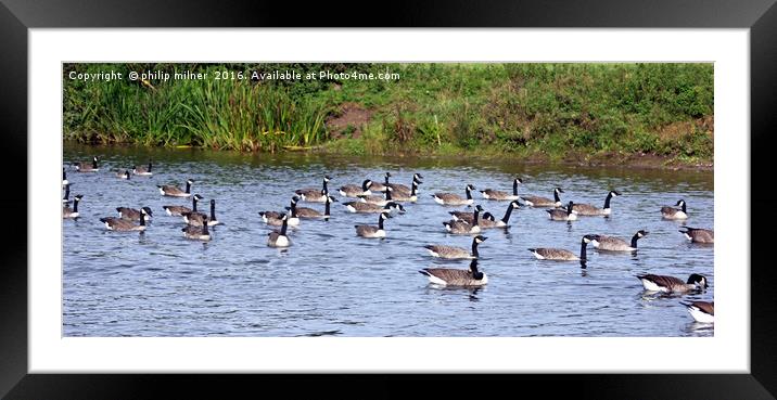 River Avon Geese Framed Mounted Print by philip milner