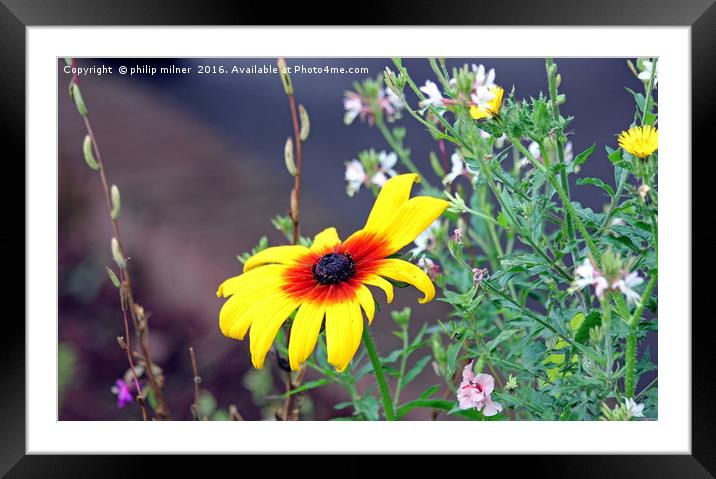 A Single Flower Framed Mounted Print by philip milner