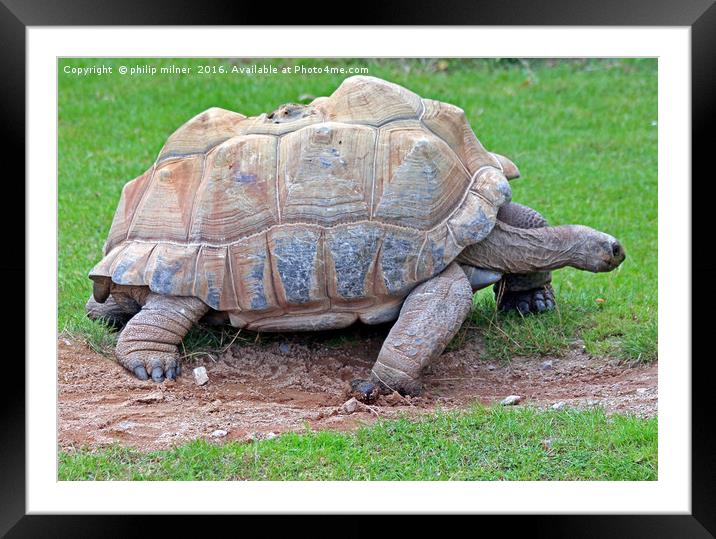 Galapagos Giant Tortoise Framed Mounted Print by philip milner