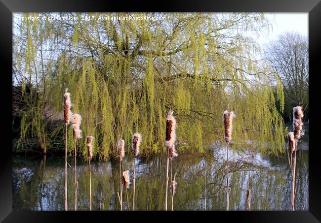 The Delamere Willow Framed Print by philip milner